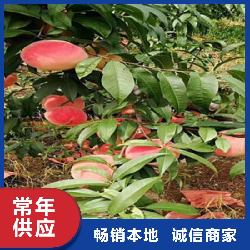 3公分种植基地