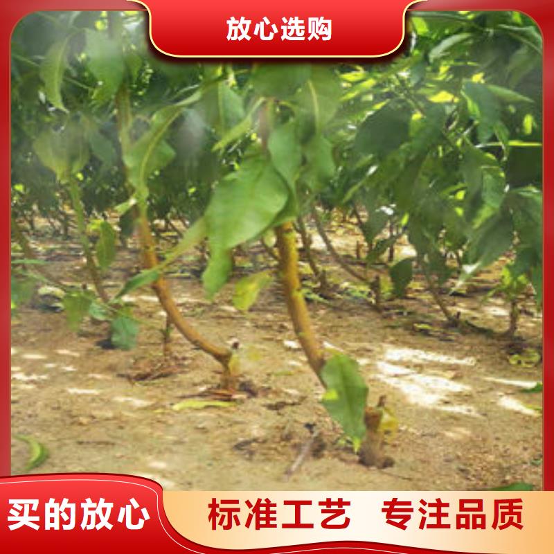 美夏油桃树苗0.8厘米