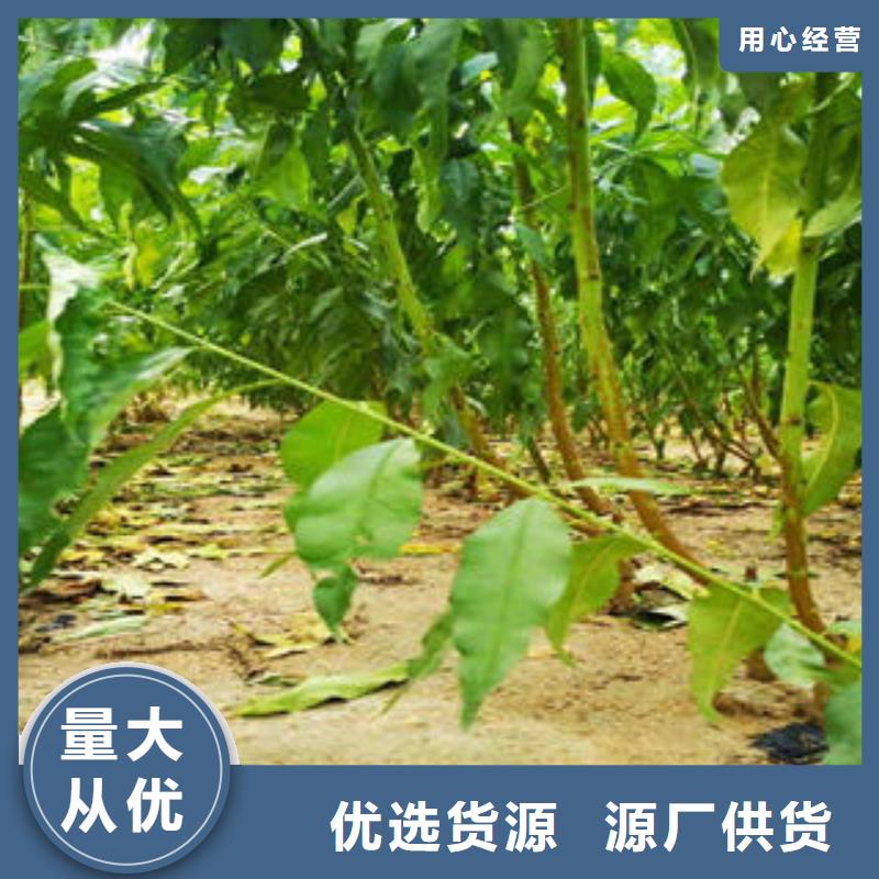 锦绣黄桃树苗生产基地