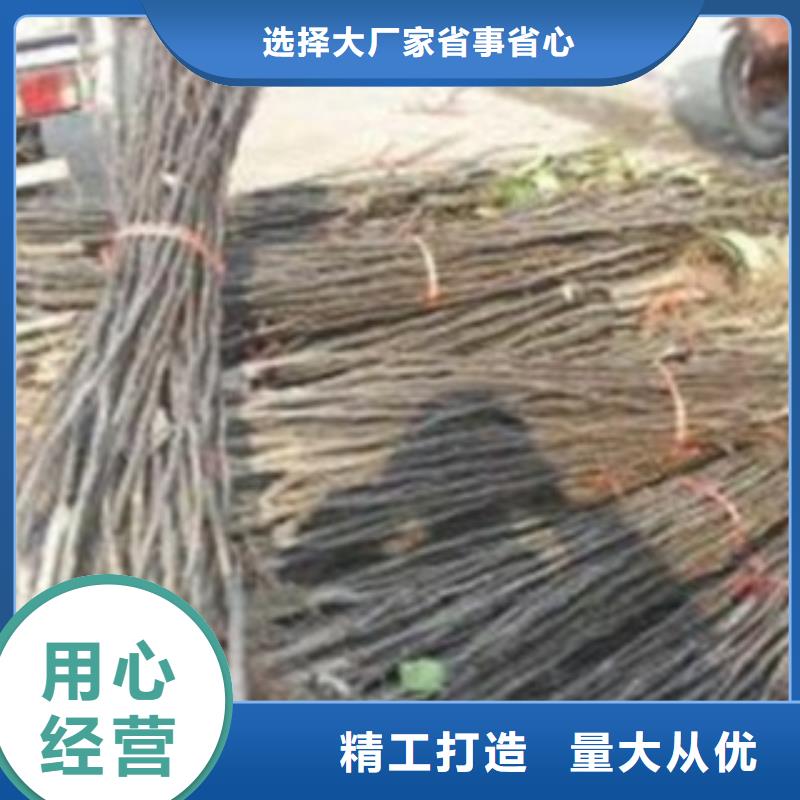 梨树苗,花椒苗实体诚信经营