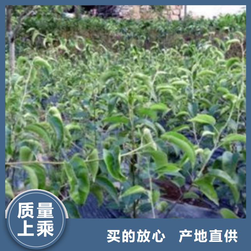 大鸭梨树苗种植时间