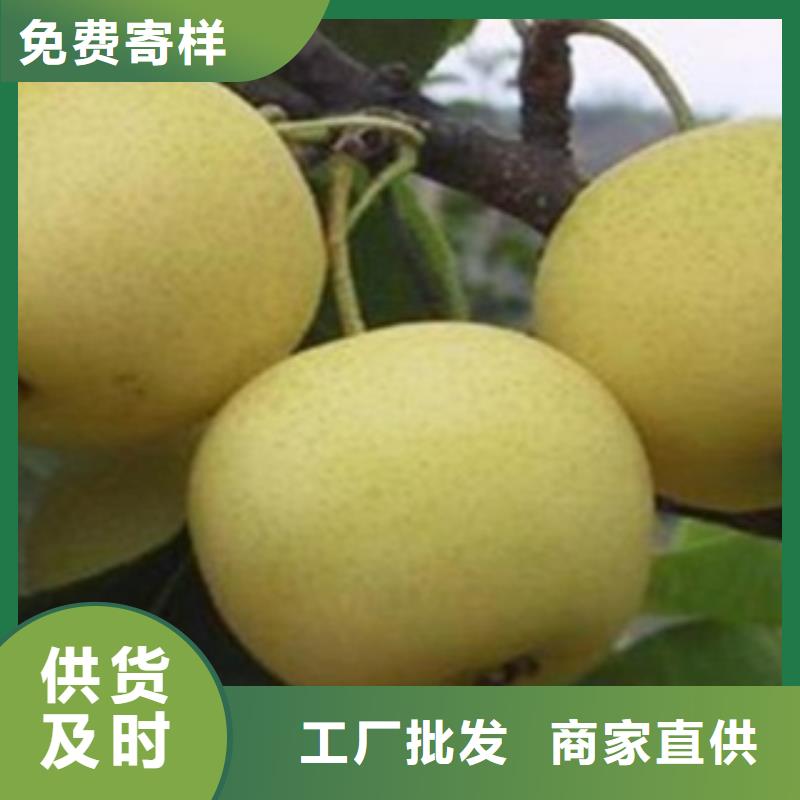 梨树苗蓝莓苗专注质量