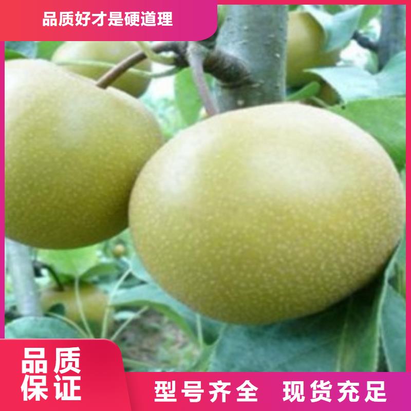 梨树苗葡萄苗发货及时