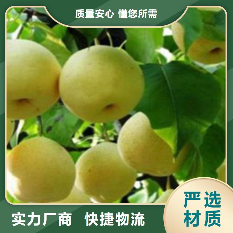 二宫白梨树苗品种