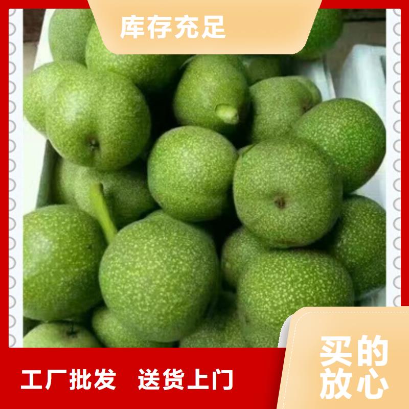 核桃苗梨树苗标准工艺