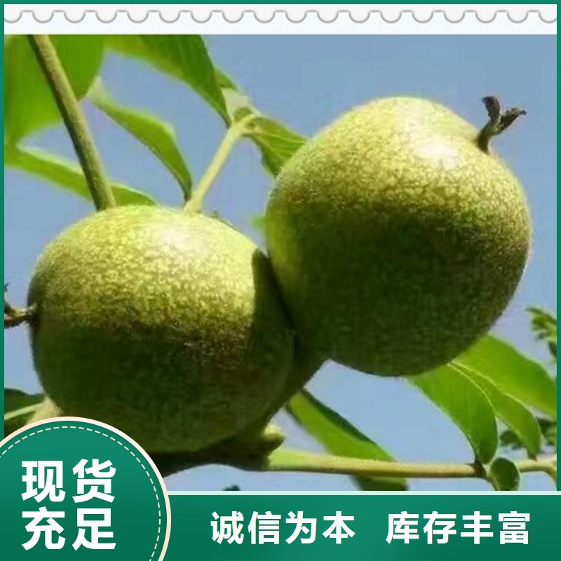 核桃苗蓝莓苗厂家直销货源充足