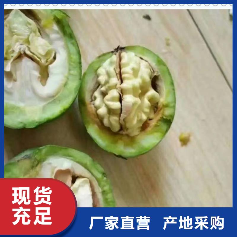 核桃苗蓝莓苗厂家直销货源充足