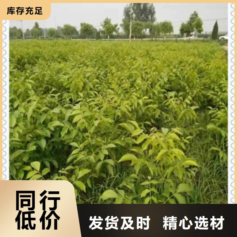 核桃苗蓝莓苗厂家直销货源充足