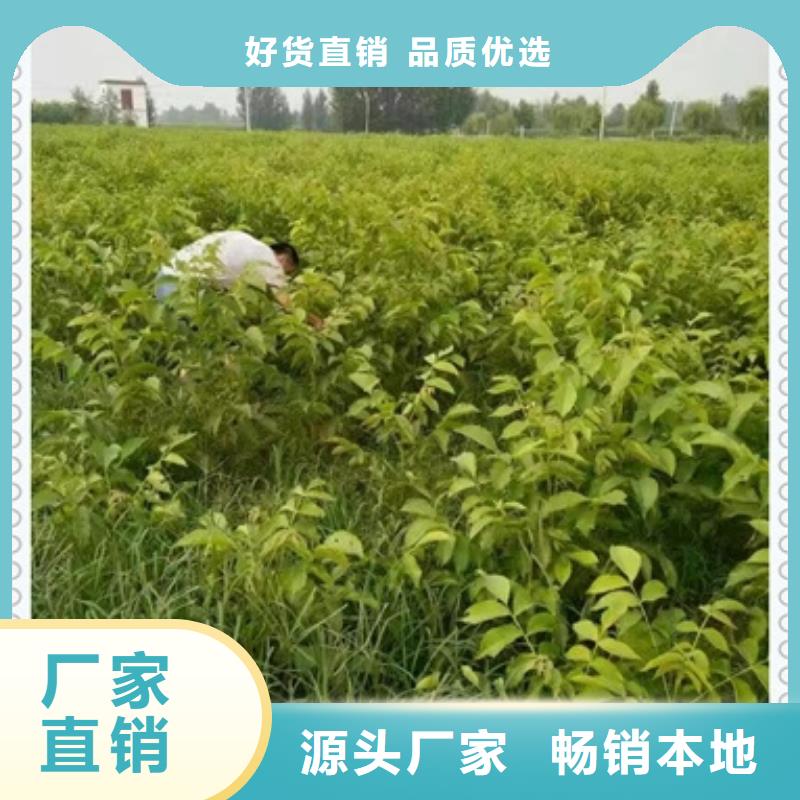 核桃苗花椒苗专业按需定制