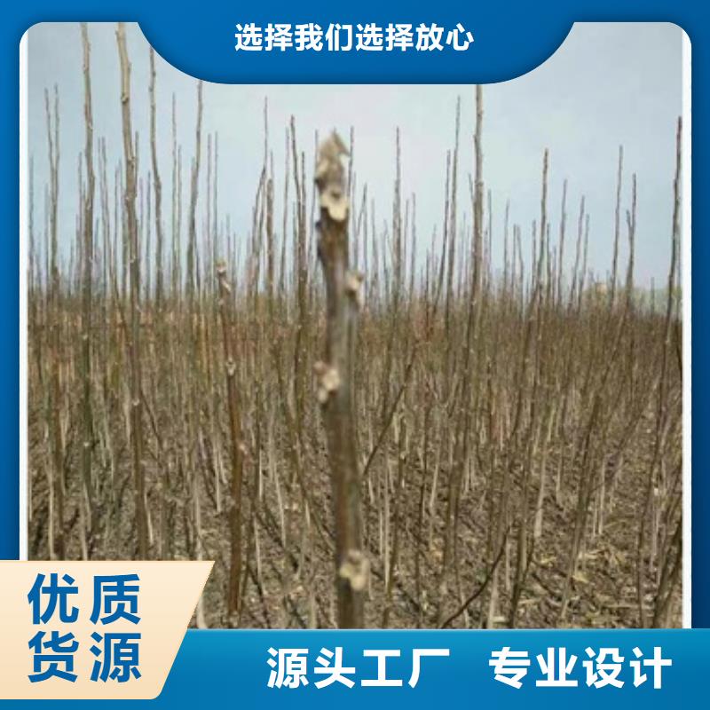 核桃苗桃树苗联系厂家