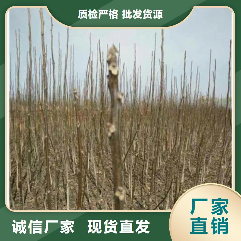 核桃苗蓝莓苗厂家直销货源充足