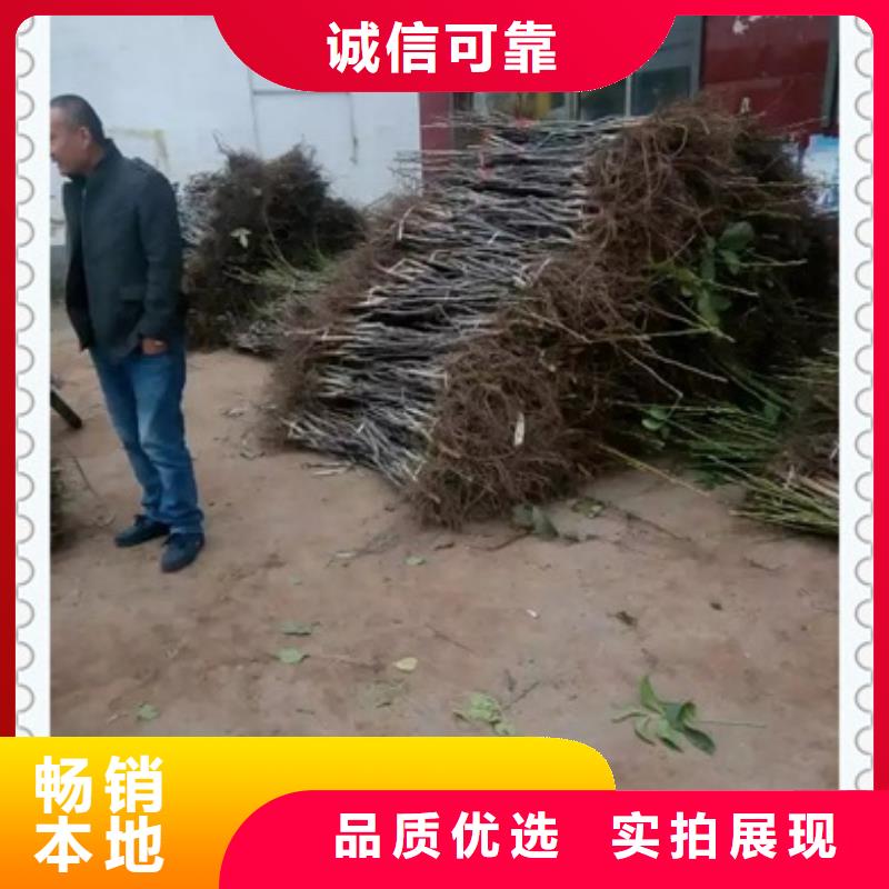 核桃苗桃树苗联系厂家