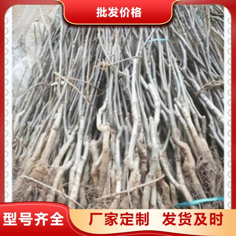 核桃苗苹果苗自有生产工厂