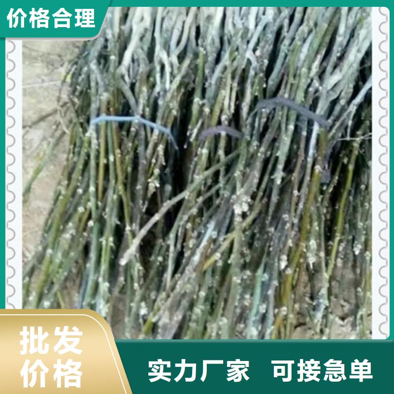 核桃苗花椒苗用好材做好产品