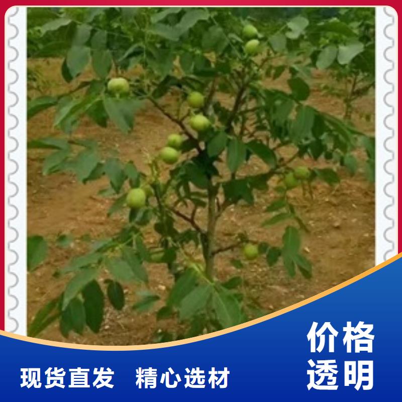 核桃苗桃树苗当日价格