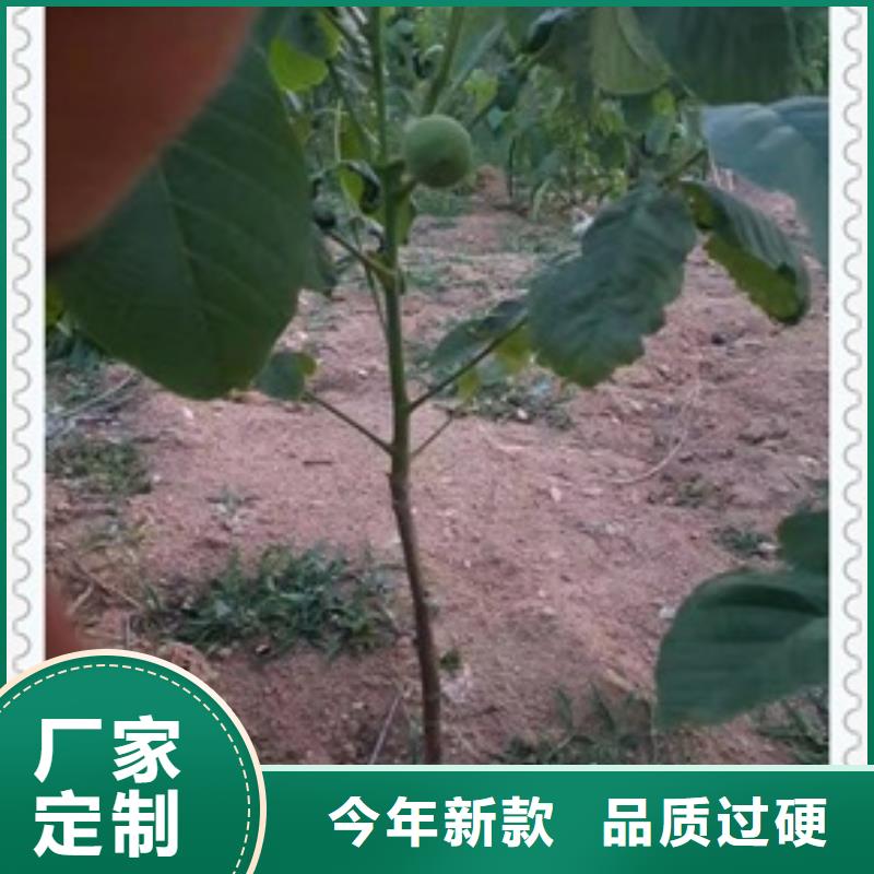 核桃苗桃树苗当日价格