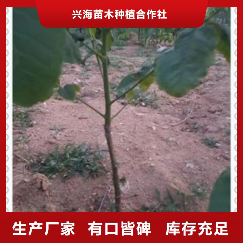 核桃苗花椒苗专业按需定制