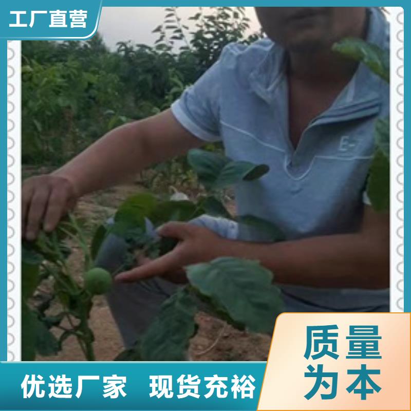 核桃苗蓝莓苗厂家直销货源充足