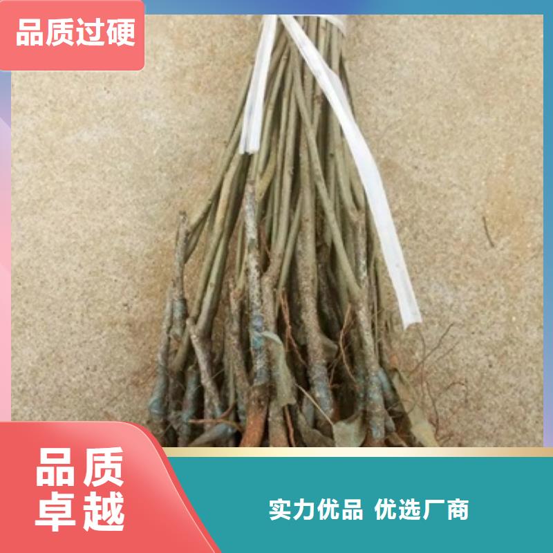 板栗苗苹果苗高品质诚信厂家