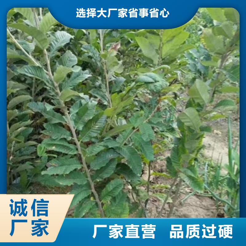 板栗苗源头直供