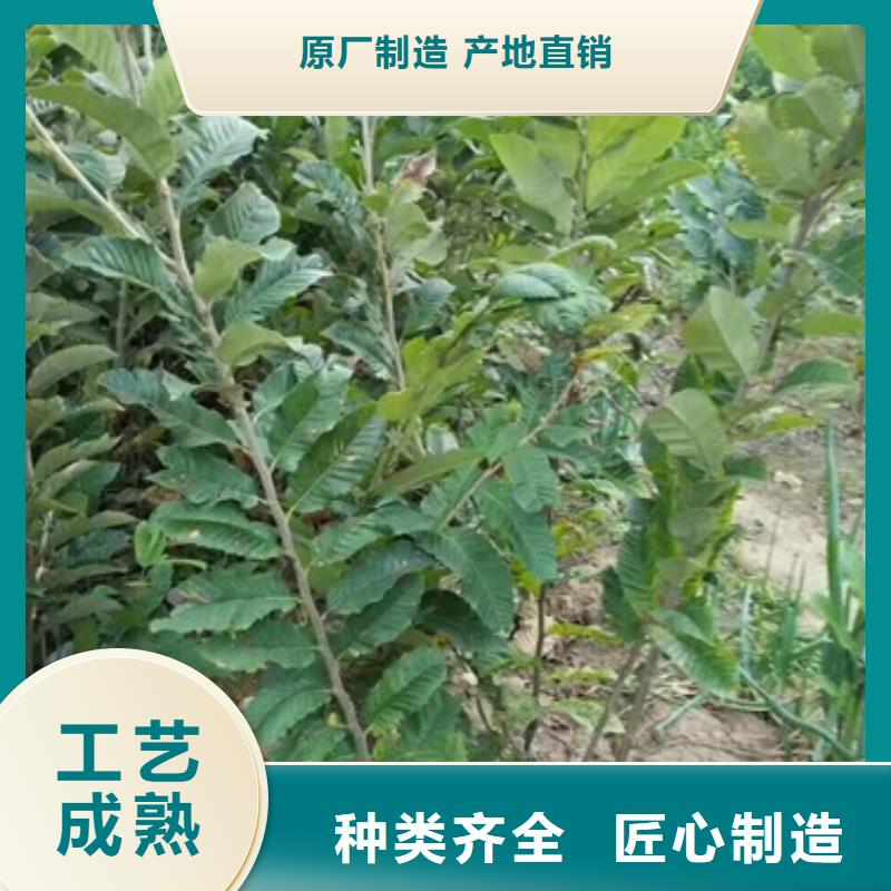 板栗苗核桃苗来图来样定制