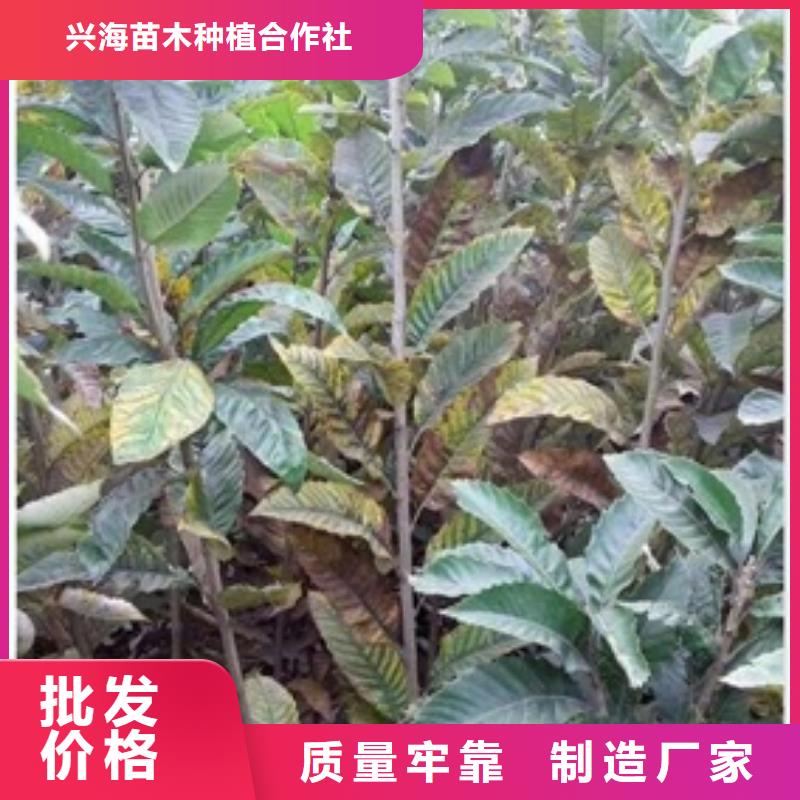 板栗苗-山楂苗支持大批量采购
