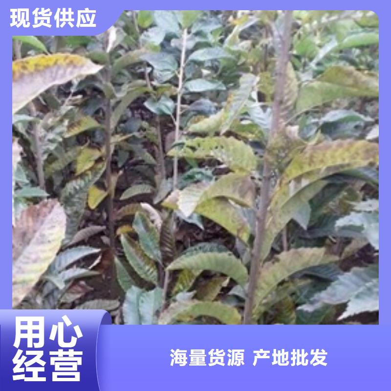 板栗苗苹果苗高品质诚信厂家