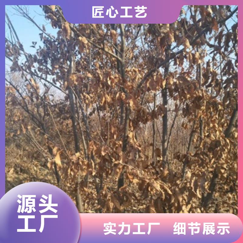 板栗苗山楂苗优良工艺