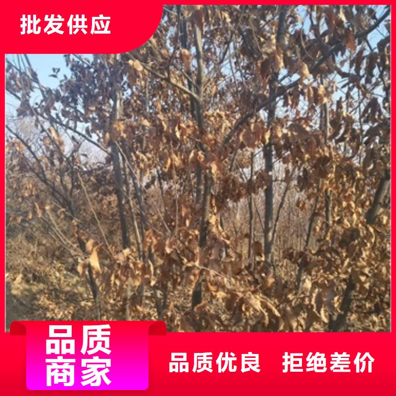 【板栗苗核桃苗质量层层把关】