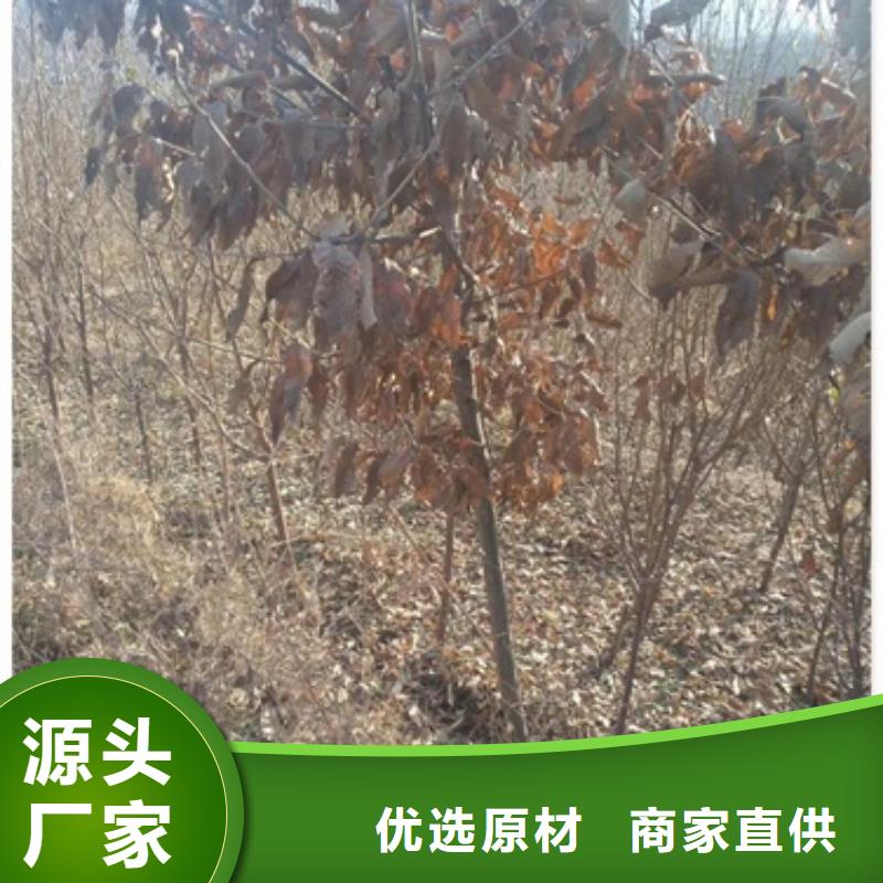 板栗苗源头直供