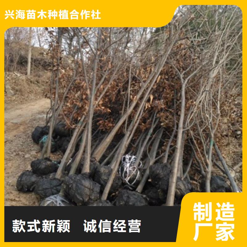 板栗苗苹果苗高品质诚信厂家