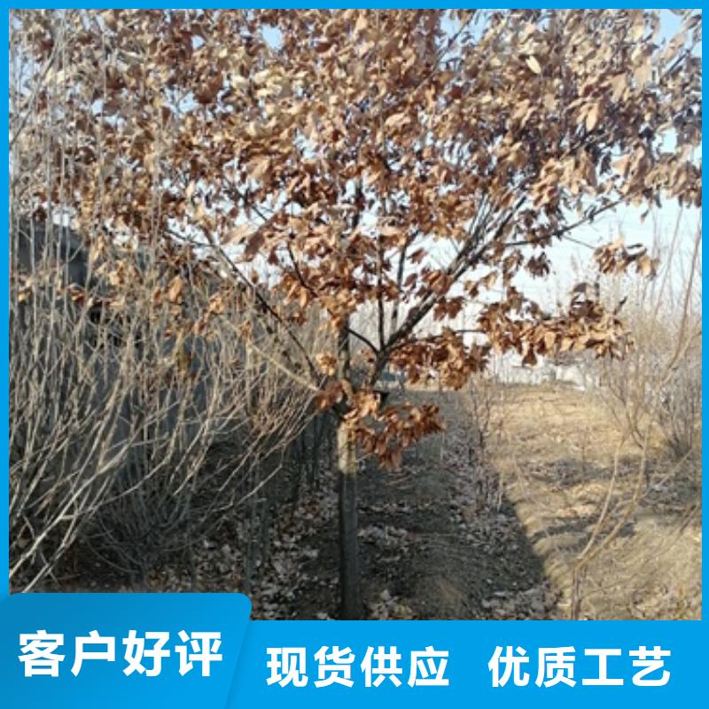 板栗苗苹果苗实力才是硬道理