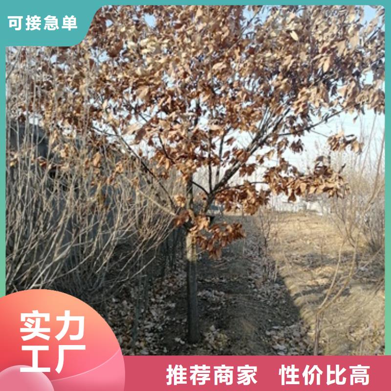 板栗苗核桃苗来图来样定制