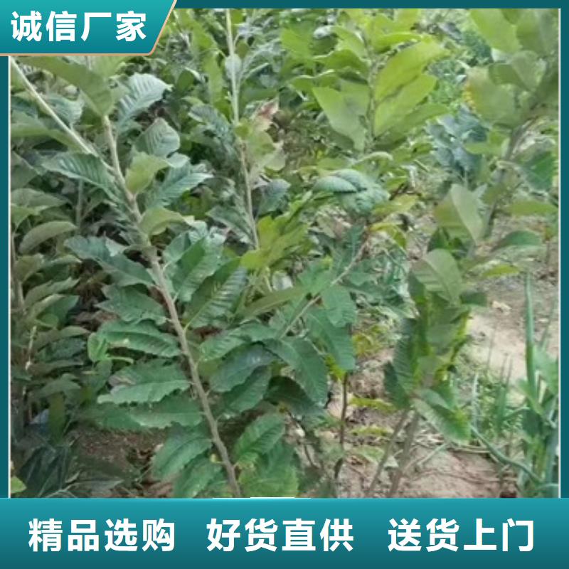 板栗苗山楂苗优良工艺