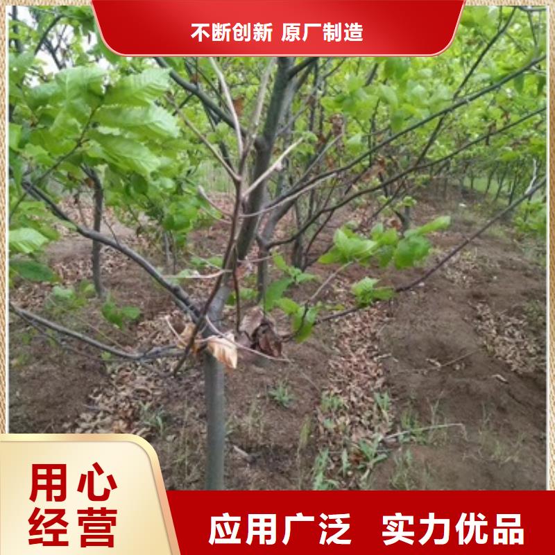 板栗苗苹果苗实力才是硬道理