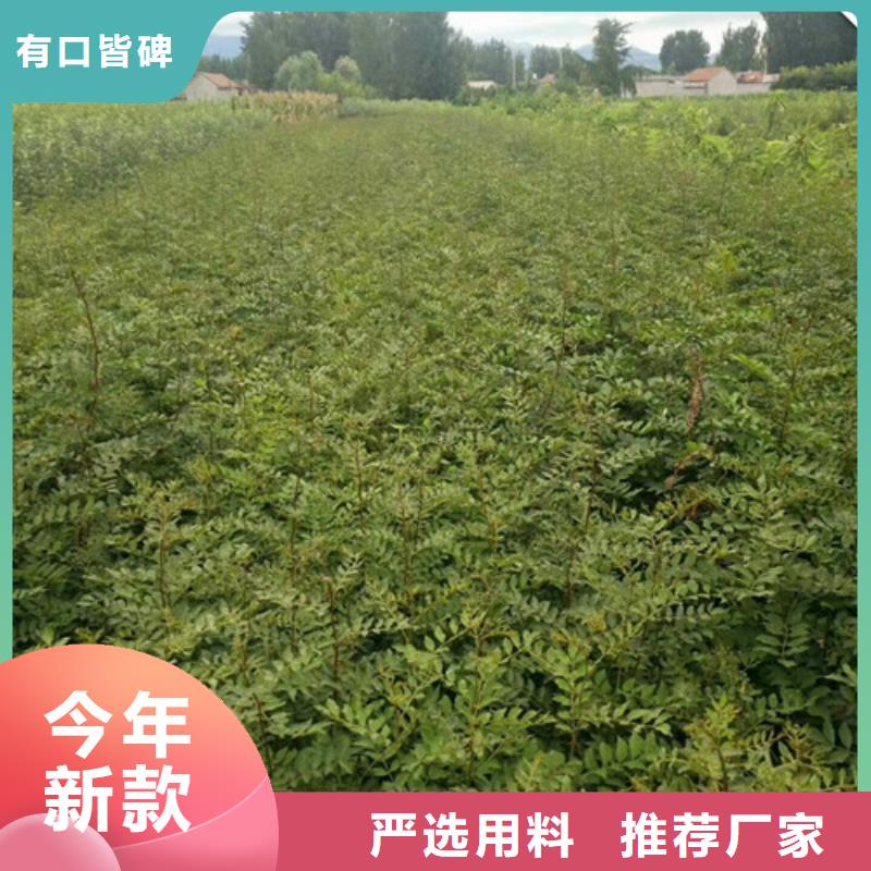 花椒苗桃树苗工厂直供
