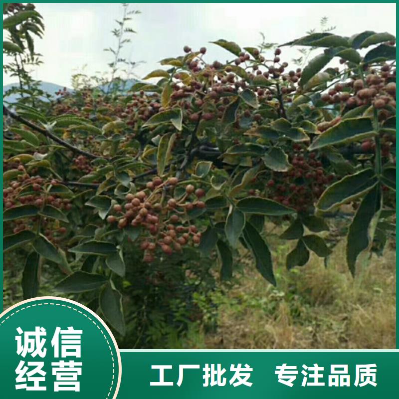 花椒苗源头厂家供应