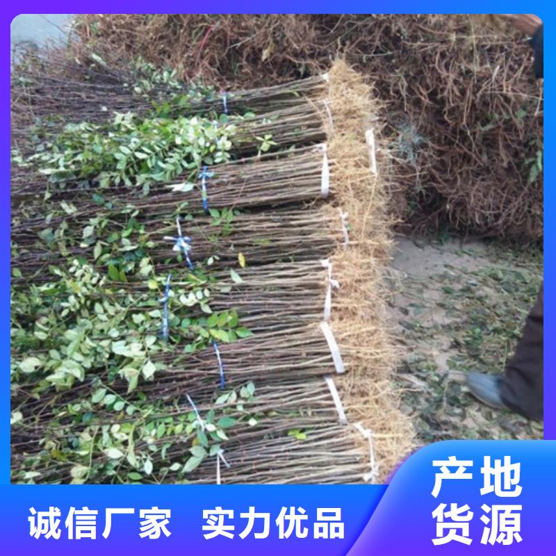 花椒苗桃树苗细节之处更加用心