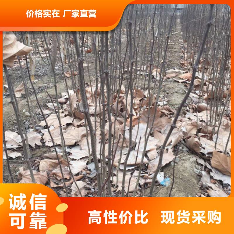 花椒苗厂家售后完善