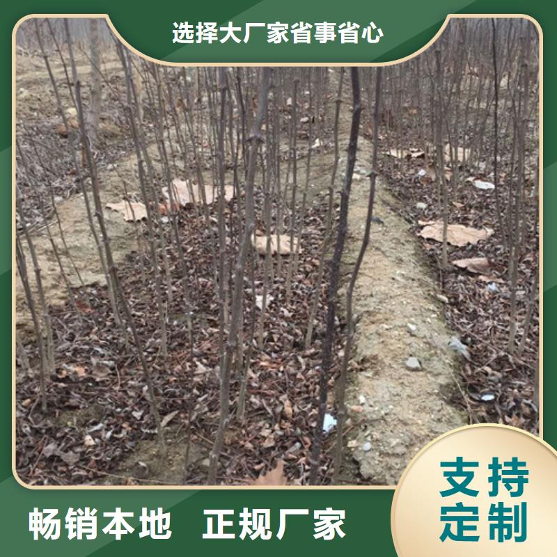 花椒苗厂家售后完善