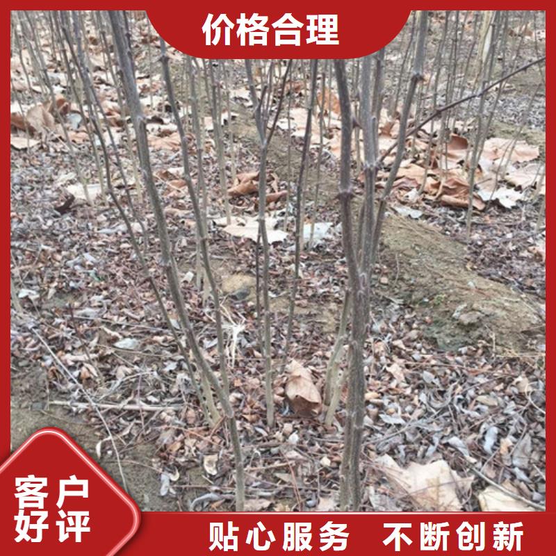 花椒苗桃树苗细节之处更加用心