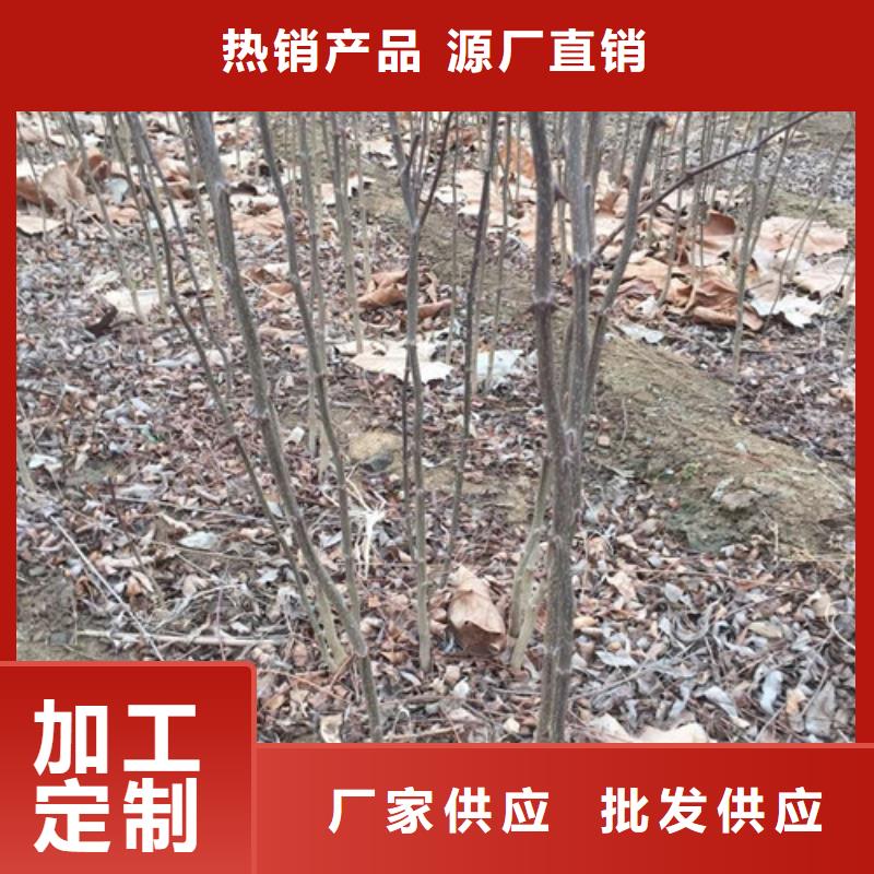 花椒苗桃树苗工厂直供