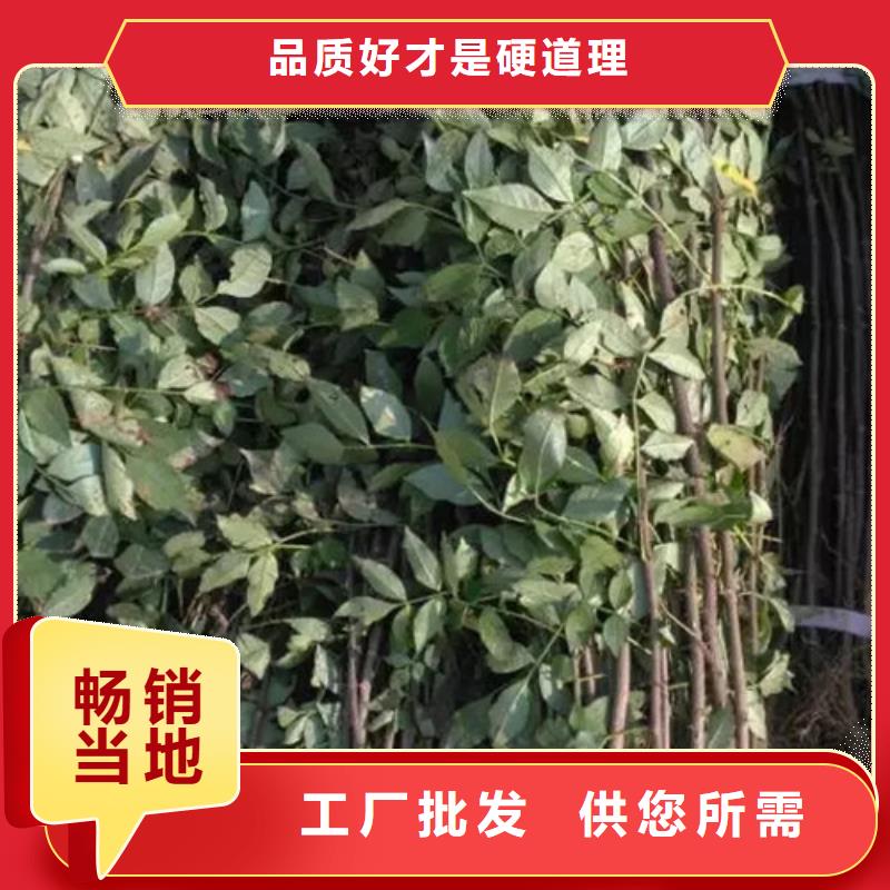 花椒苗板栗苗专业设计