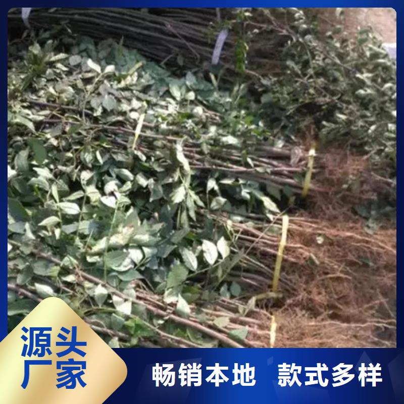 花椒苗源头厂家供应