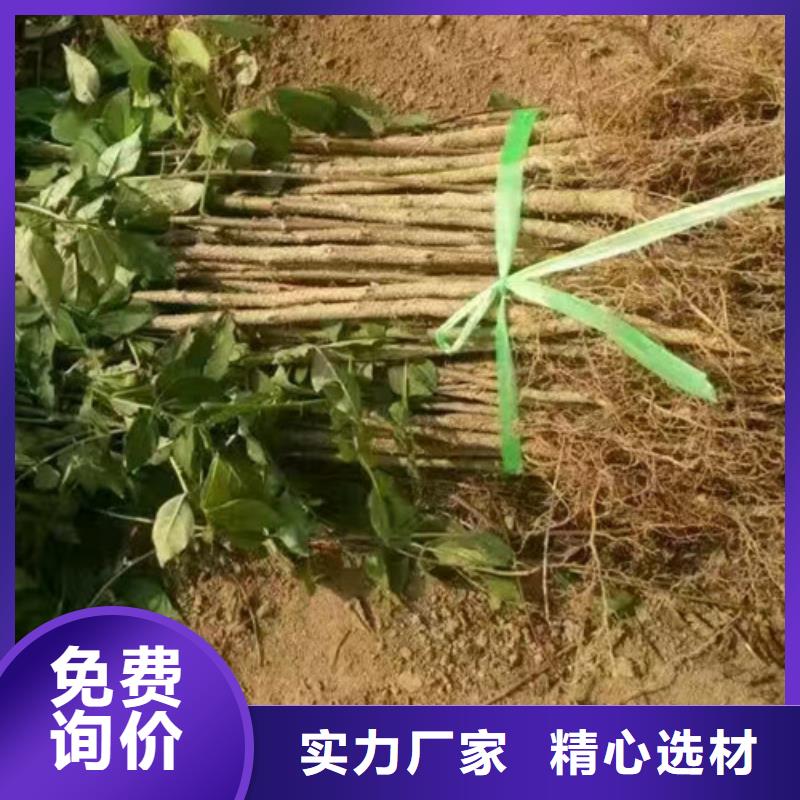 花椒苗_山楂苗实力见证