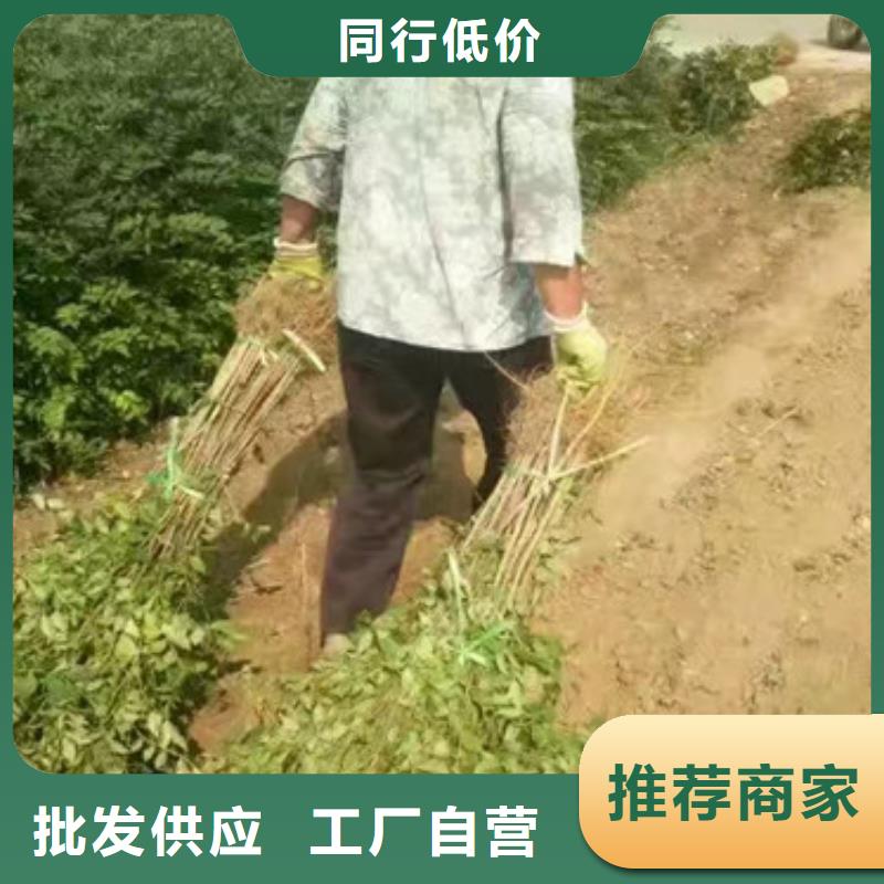 花椒苗桃树苗工厂直供