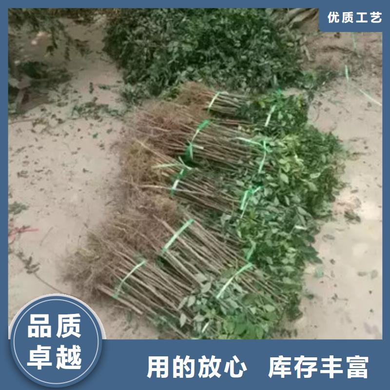 花椒苗-板栗苗厂家精选