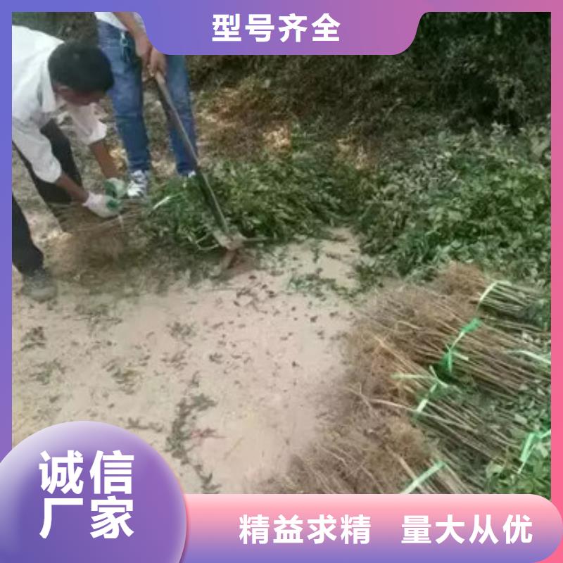 花椒苗,蓝莓苗服务至上