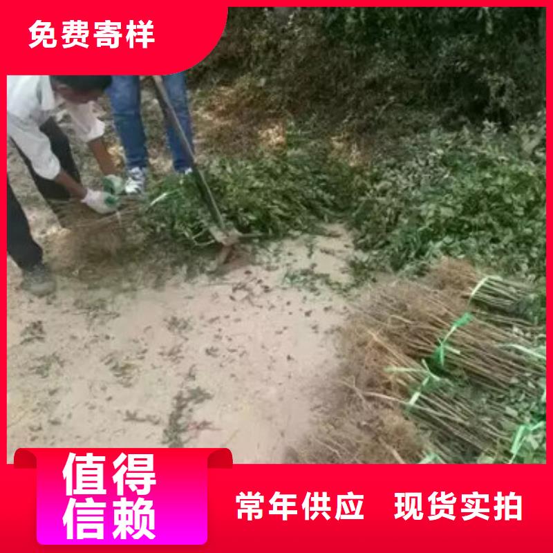 花椒苗桃树苗工厂直供