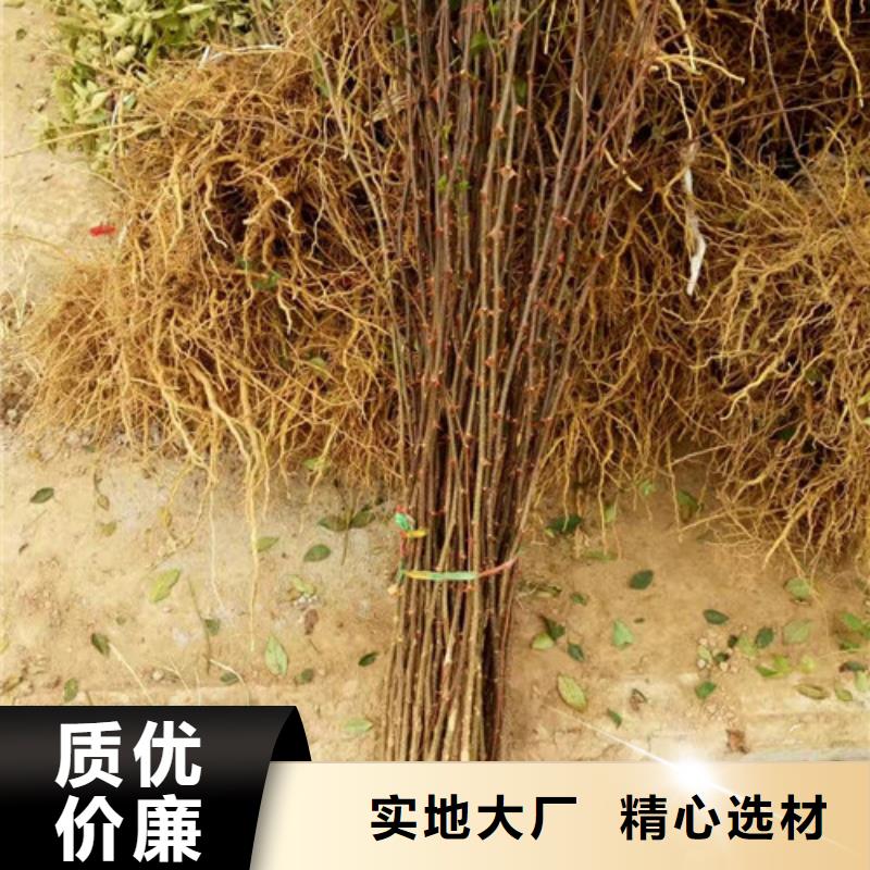 花椒苗_山楂苗实力见证